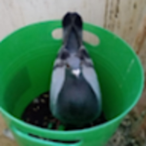 Meet your Posher, Catherine - Picture 1 of 1